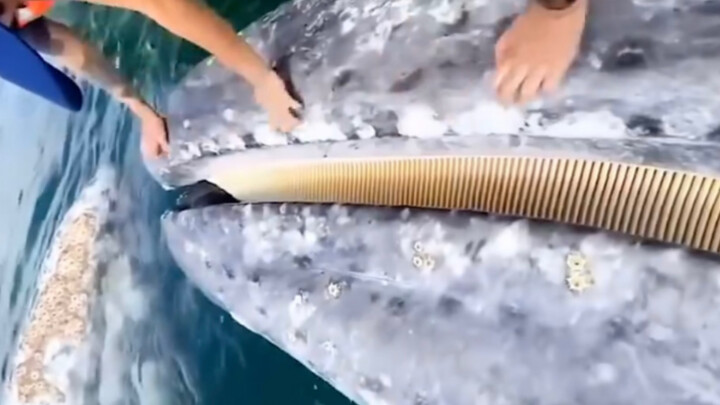 After conducting research, scientists have discovered that many whales actively approach humans to a