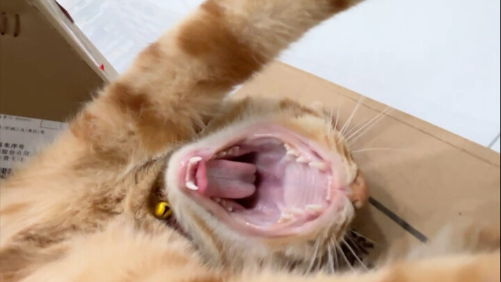 Hoàng kỳ sao mà vuông vức thế?