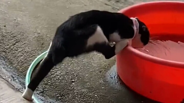 "Raise Cats, Raise Dairy Cows!"
