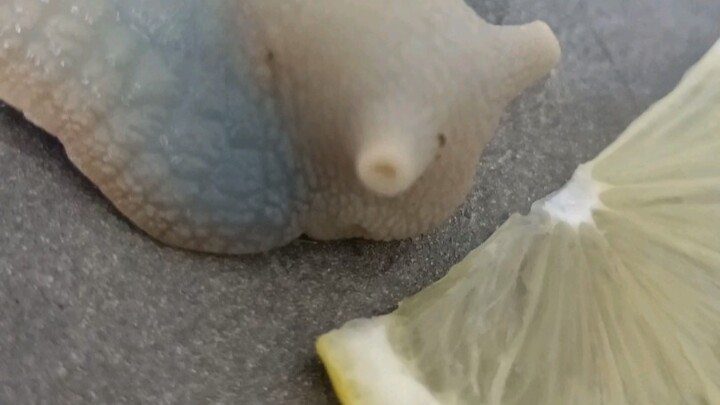 The snail eating a lemon you’ve been wanting to see!