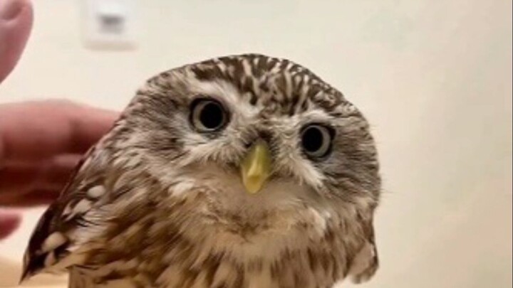 เมื่อคุณใช้มือลูบหัวนกฮูกตัวเล็กย้อนทิศ มันจะเปลี่ยนเป็น “Angry Bird” ที่โกรธจัดในทันที แล้วจ้องมองค