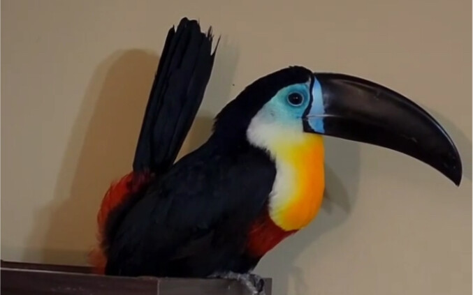 When Big Mouth gets sleepy, he turns into the cutest creature in the world!