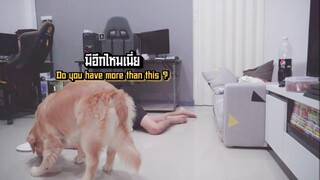 เจ้าของแกล้งตายสมจริง VS ไก่ เจ้าหมาจะเลือกอะไร