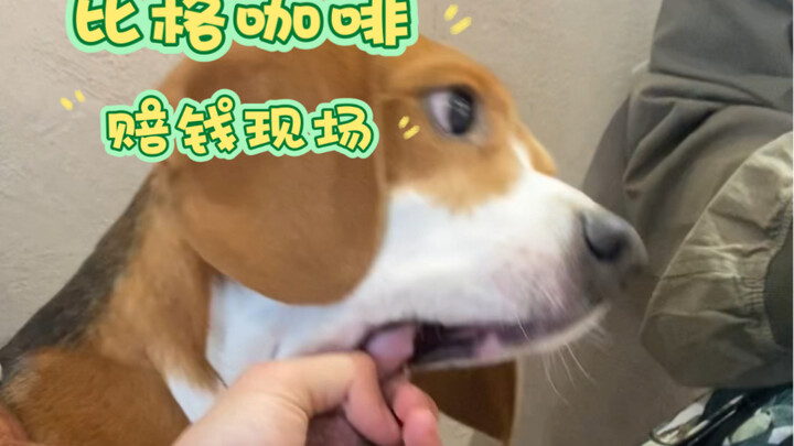 Cà phê Big Coffee, hiện trường bù lỗ