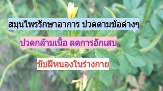 สมุนไพรผักเสี้ยนผี กับวิธีการใช้รักษาโรค /โดยฮอยไทยอีสาน