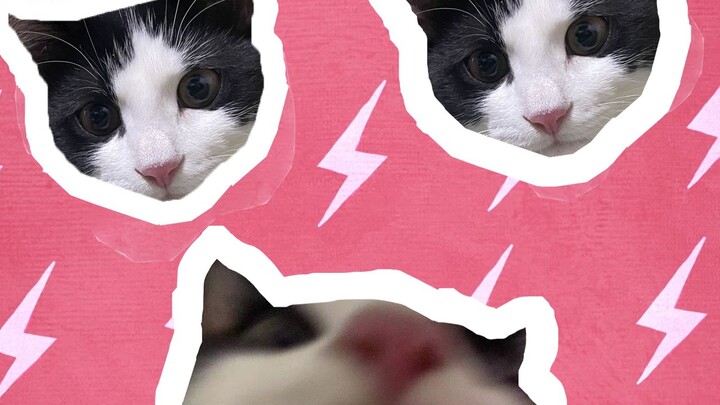 “Kucing Sapi APT.” Hadir! Mao Guduo Tantang Cover Lagu ROSE!