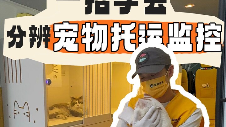 กล้องวงจรปิดสำหรับขนส่งสัตว์เลี้ยงมีประโยชน์จริงๆ ไหม❓