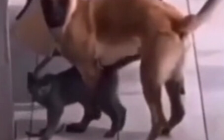 If our love is meant to last, who cares about cats and dogs?