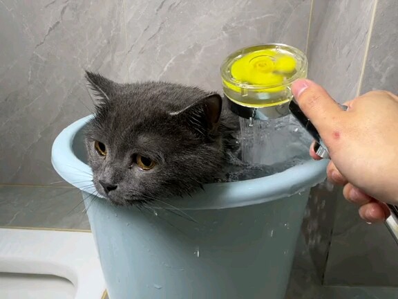 Bathing the cat again.