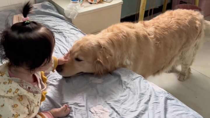 That golden retriever warmed my heart again!