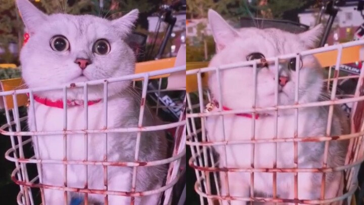 Kucing: Kalau mau mencuri, silakan curi sepeda listrikku, jangan mencuriku!