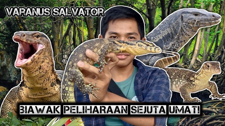 Biawak yang paling umum dipelihara ( Varanus salvator ) Biawak air