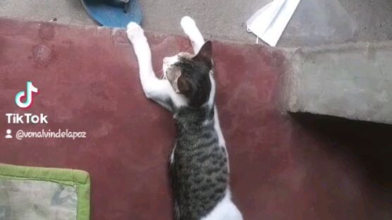 cat @ dog