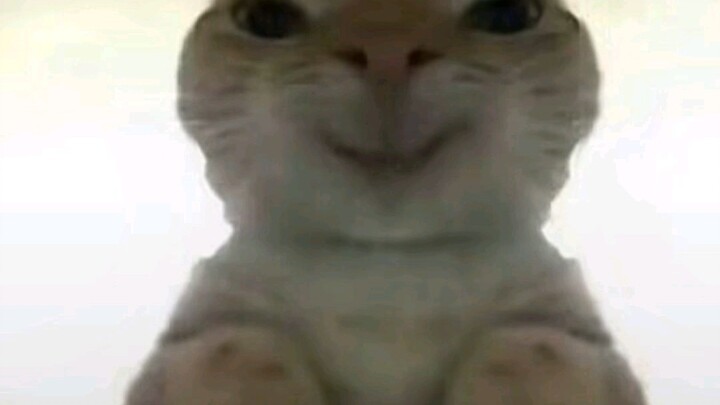 Trọn bộ hình ảnh chuột