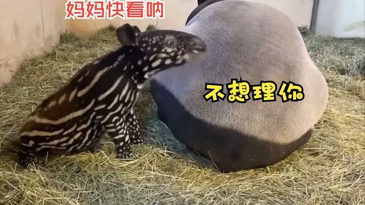 Babirusa berusia sepuluh hari saja sudah membuat sang ibu putus asa untuk hidup