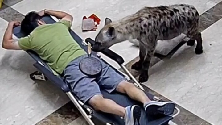 Tidur Siang di Bawah Pengawasan