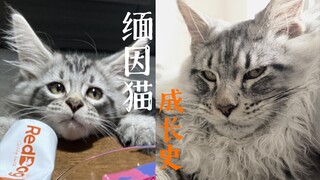 Tentang pertumbuhan dan perubahan kucing Maine Coon dari kucing kecil yang lucu menjadi singa kecil