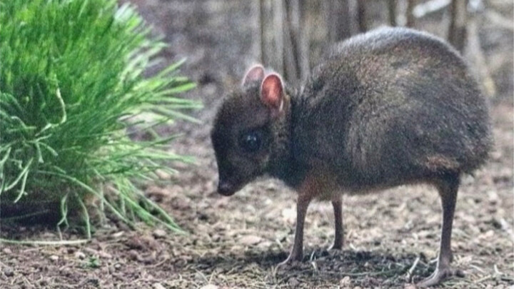 Mouse Deer: Don’t be fooled by its small size—it’s got a “deer self-defense move”!