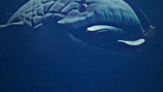 ada yang tau itu ikan apaan🤔😰