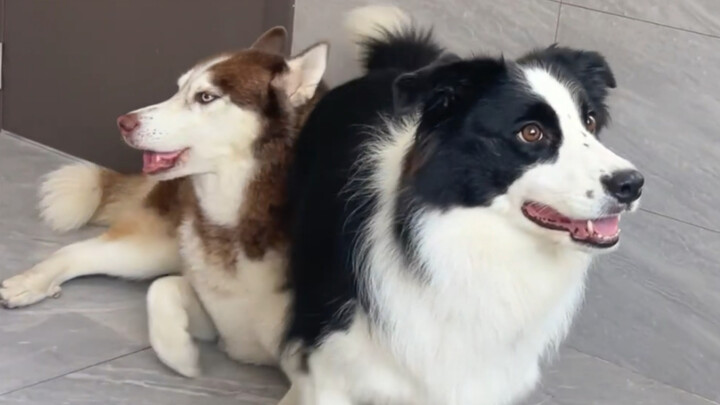 You raise a dog for a thousand days, only to use it for a single moment—what’s it like having a Bord