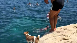 Everyone, give a round of applause for the diving puppy!