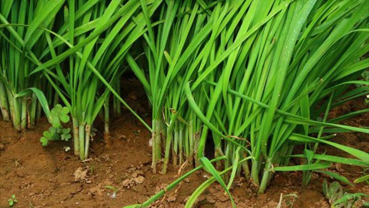 Cara Mencukur Investor Pemula