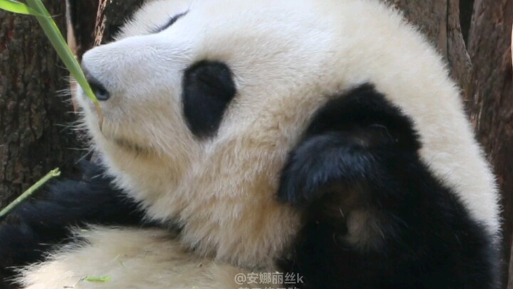 【Panda- Hehua】Hehua plays with Duoduo