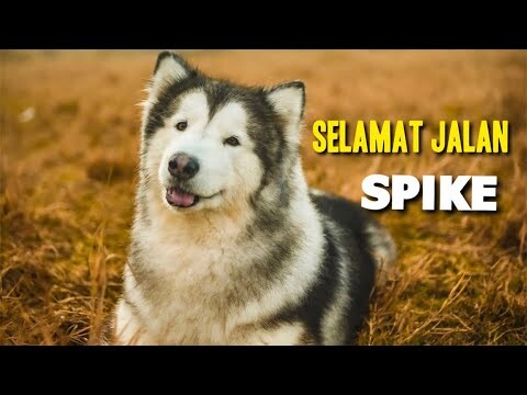 RIP HUMBLE SPIKE-CERITA SEBELUM MENINGGAL BERSAMA DREAMCASTLE