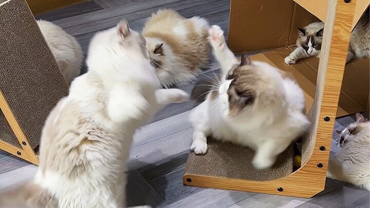 แผ่นลับเล็บแมว = กระจกจับปีศาจ?