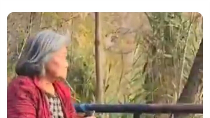 【外网观察】一个亚裔老太太在纽约放生牛蛙，引起美国人激烈争执