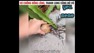 vợ chồng đồng lòng thanh long cũng bỏ vỏ