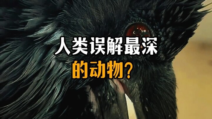 Hewan apa saja yang paling sering disalahpahami oleh manusia?