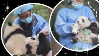 Ketika kau punya 3 panda, tapi cuma menyuapi He Hua--Panda (168)