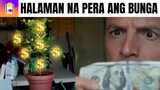 Yumaman After Makakuha ng Halaman na Pera ang Bunga | Tagalog Movie Recaps