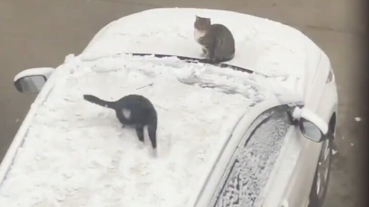 มี่เอ๋อร์ยุ่งเหยิงในวันหิมะตก