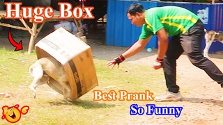 Top 12 Prank Dog! Super Huge Box vs Sleep Dog | Best Prank Dog So Funny 2021
