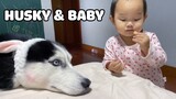 Hạnh Phúc Của Chú Chó Husky Vì Được Cả Gia Đình Yêu Thương Như Con Ruột ❤️ | Yêu Lu