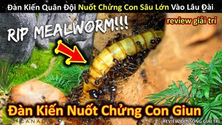 Đội Quân Kiến Nuốt Chửng Cả Con Sâu Lớn Vào Trong Lâu Đài Và Cái Kết || Review Giải Trí Đời Sống