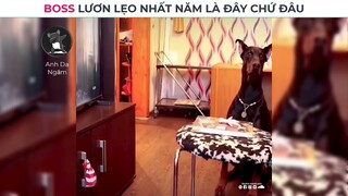 BOSS LƯƠN LẸO NHẤT NĂM LÀ ĐÂY CHỨ ĐÂU | Anh Da Ngăm