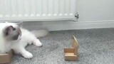 No matter how small the box is, the cat still wants to lie in it