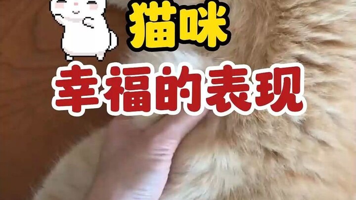 3 สิ่งที่บ่งบอกว่าแมวมีความสุข