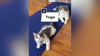 Sáng sáng tự trải thảm ra tập yoga thể dục thể thao nâng cao sức khoẻ nè cat mèo foryou yoga exercise xuhuong morningroutine