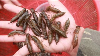 ẤU TRÙNG CHUỒN CHUỒN CHÚA NƯỚNG