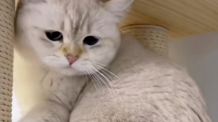 Meong-meong: Sebaiknya kamu memang ada urusan, ya??!!