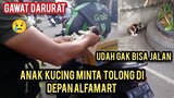 Allahu Akbar Menyelamatkan Anak Kucing Keserempet Mobil Di Taro Di Depan Alfamart ..!
