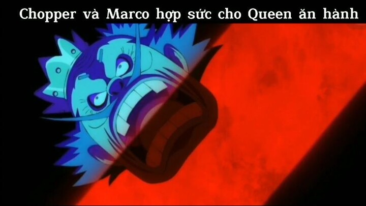 Chopper và Marco hợp sức cho Queen ăn hành #anime