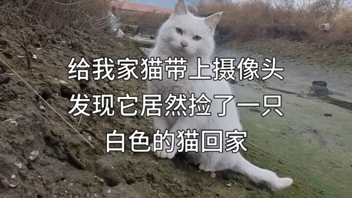 Di Hari Pertama Imlek, Xiao Huang bawa pulang seekor kucing putih. Setelah aku keluar dan bertanya-t