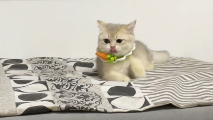 Kucing di rumahku kehabisan baterai