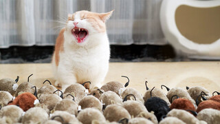 When will happen when 4 cats encounter with 50 mice?