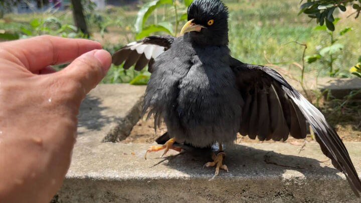 After getting thoroughly beaten up by the myna bird, the blue magpie is finally behaving itself this